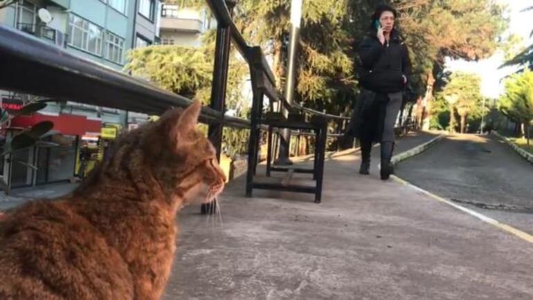 Yer: Trabzon! Kedi kulübesine kazmalı saldırı